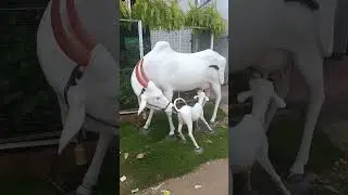 गाय माता व बछड़े की मूर्ति #video #trending