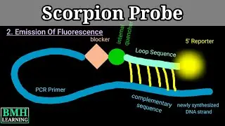Scorpion Probe | Real Time PCR Using Scorpion Primer | Scorpio Probe Assay |