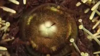 ウニの口（アリストテレスの提灯）　Sea urchin mouth,  Aristotle's lantern