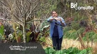 &iquest;Cu&aacute;ndo hay que podar los manzanos? - Briconsulta - @Jardinatis
