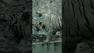 Bengal white tiger walk# dangerous#walking