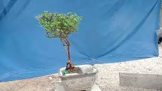 (₫ b&aacute;n)Ms662 sơn liễu bay hạ thủy gl ace 150k ưng &yacute; lh Zalo 0898650590(hiểu)