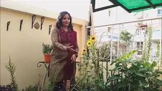 Sunflower Symbolism