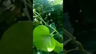 Katterumbu || Jingili Bungili