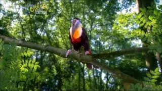 In the Night Garden - Toucan Song (2007)