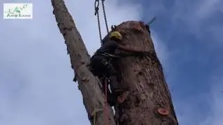 Auriau Elagage - d&eacute;montage de 3 grands sequoias