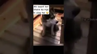 Helping conch 🐤 #unfrezzmyaccount #viralvideo #trending #music #funny #birds #dog #pets #love
