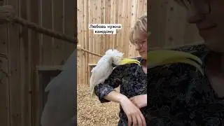 ручной Какаду