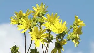 Prairie Yard & Garden 3506 - Ask the Arboretum Experts - Importance of Native Plants