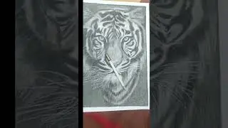 Tiger sketch | Realistic animal drawing| charcoal and pencil eraser work #sketching #charcoaldrawing