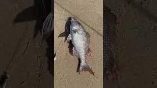 Suli #emprorfish#fishing #okuma #angler #beach #beachfishing #doha