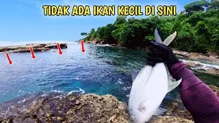ADUH ‼️ umpan dibabat habis-habisan di sarang GT || Jadinya panen strike