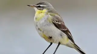 Possible eastern yellow wagtail (Motacilla tschutschensis) - Cyprus