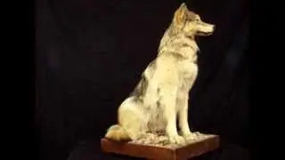 Sitting Robotic Wolf