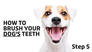 How to Brush Your Dog's Teeth (Step 5)