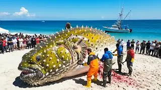 Unique Ocean Catch: High-Value Giant Porcupinefish on the Longline | Documentary