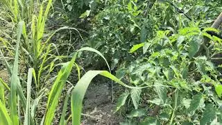এক জমিতে তিন ফসল একসাথে