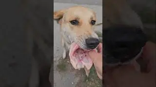 Вкусняшка для Толика 🍖 #семья #dogs #love #собака #streetdog #собаки #суперсобака #food