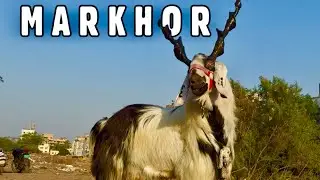 Markhor - SM Goat Farm&rsquo;s Kathiawari Goat with the biggest horns