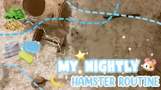 Hamster Nightly Routine w/ Dumpling 2020 I MaruHammie