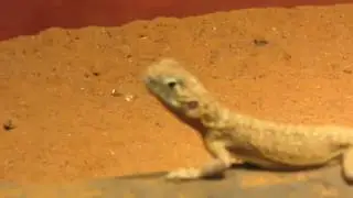 Central Netted Dragon