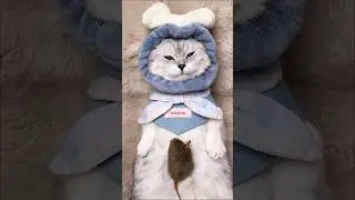 [ASMR]JITUI SPA | Chewing sound +water spray sound +comfortable massage #asmr #cat #spa #JITUI