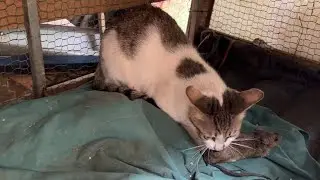 A mother cat's wild meal in a slum.