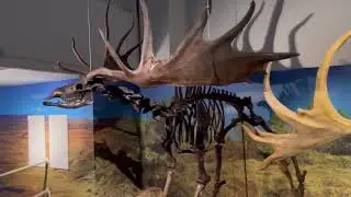 The Ulster Museum in Belfast | History, Art & Hidden Gems