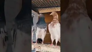 my King 🕊️👑✨👿 #army #armylover #pigeon #vilogpigeon #bird #kabootar #kabootarba #birdspecies #viruls