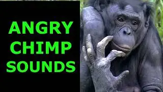 Angry Chimp Sounds(Satisfying)