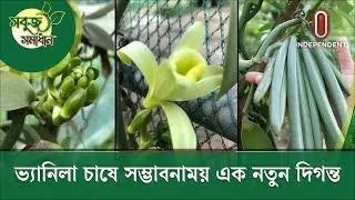 ভ্যানিলা চাষে নতুন সম্ভাবনা, কৃষকের জন্য টেকসই সমাধান | Vanilla | iBuzz | Independent Television