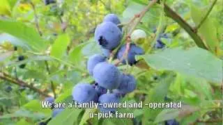 Linbo Blueberry Farm Tour