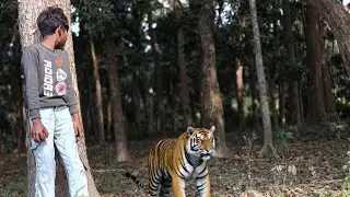 Tiger attack children in forest 😱| Royal bengal tiger | Tiger attack man in the forest