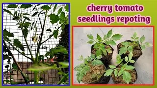 cherry 🍒 tomato seedlings repoting,soil & fertilizer/Baghwani real terrace garden @Baghwani695