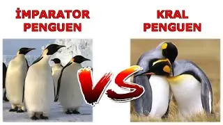 İmparator Penguen ve Kral Penguen Arasındaki Farklar