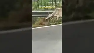 Leopard attack cow near Nainital #leopard #bigcat #nanital #wildlife #cow #nature #shorts #cat