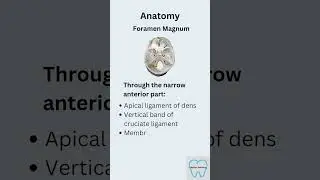 Foramen of skull #masterdentistry