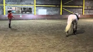 Lungeing demonstration