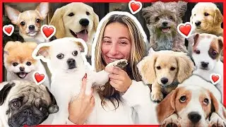 VI BESÖKER ETT HUNDSTALL OCH HJÄLPER TILL!!! - VLOGMAS 5🎅🏼