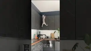 Cat&rsquo;s Epic Mouse Hunt Ends in Total Disaster 🐱💥🧀