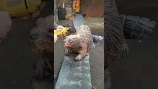 Finishing  a beaver(1)