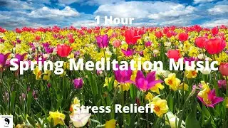 Spring Meditation Music - Beautiful Nature - Nature Sounds - Stress Relief - 1 Hour