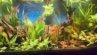 Incanto dei Manacapuru: La magia dei miei scalari in acquario!