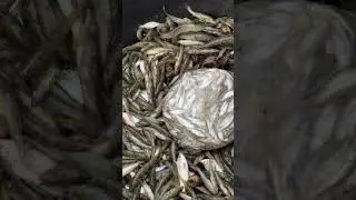 Freshly caught Bela fish from the beel now on sale in the local village market 🛒
