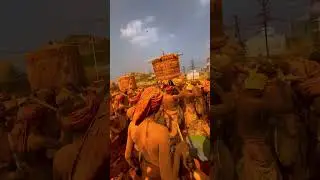 Shri Vittal Birdev Annual Yatra #kolhapur #yellowfestival #festival #pattankodoli