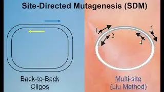 Site-Directed Mutagenesis: From Single to Multi-Site Assembly (The Liu Method)