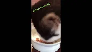 🔴 CUTE CAT VIDEOS EATING, WITH SOUND EPIC, ENTERTAINMENT#CATS, #MEME, #CAT #MEMES (NEW IN 2025)