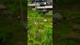 Рисовые террасы Тегаллаланг, Индонезия, Бали / Tegallalang, Indonesia, Bali