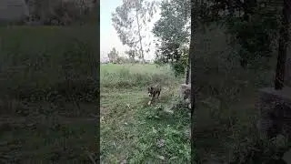 pitbull #realdog #americanbully #dog #animals #trending #doglover #shorts #short #youtube