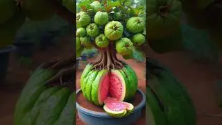 How to Grow Guava at Home - Simple & Fast Method!